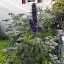Agastache - Hyssop - 'Black Adder'