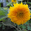 Helianthus annuum - Sunflower - 'Teddy Bear'