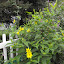 Helianthus - Perennial Sunflower - 'Lemon Queen'