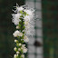 Liatris spicata - Gayfeather - 'Alba'