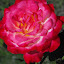 Rose (Hybrid Tea Rose) 'Double Delight'