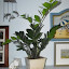 Zamioculcas zamiifolia - ZeeZee Plant