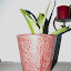 Sansevieria trifasciata - Snake Plant 'Moonshine'