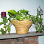 Epipremnum Aureum - Golden Pothos