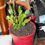 Schlumbergera truncata - Thanksgiving Cactus - red