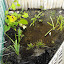 SneIrish's Boggy Backyard Corner garden