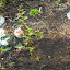 Phlox paniculata - Tall Garden Phlox 'Katherine'