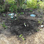 SneIrish's Heritage garden