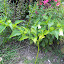 Nicandra physalodes - Shoo-fly Plant 'Alba'