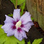 Rose of Sharon, 'Blue Satin'