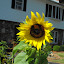 Helianthus annuus - Sunflower - 'Mammoth'
