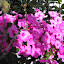 Phlox paniculata - Garden Phlox - purple/pink  [rescued]