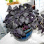 Oxalis - Shamrock Plant - "Charmed Velvet"
