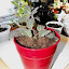 Fittonia albivenis, Mosaic Plant