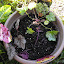 Heuchera - Coral Bells 'Midnight Bayou'