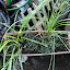 Miscanthus sinensis - Zebra Grass, variegated