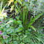 Plantago lanceolata - Narrow-Leaf Plantain