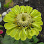 Zinnia elegans - 'Green Envy'