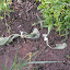 Stachys byzantina  - Lamb's Ear (1)