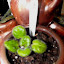 Saintpaulia - African Violet (3) med green leaf