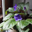 Saintpaulia - African Violet - purple