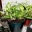 Dieffenbachia - Dumb Cane
