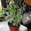 Hypoestes - Polka Dot Plant 'White Splash Select'
