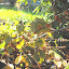 Persicaria virginiana var. filiformis - Knotweed, 'Painter's Palette'