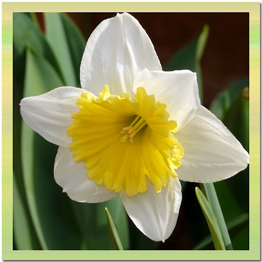 the daffodil society
