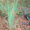 Lemon Grass