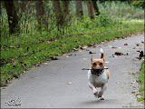 herfst_wandeling02.jpg