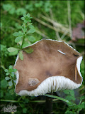 herfst_wandeling07.jpg