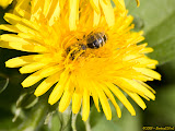 IMG_8378_bartuskn.nl.jpg
