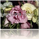 eustoma roses