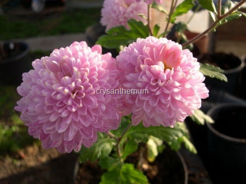 [chrysanthemum7.jpg]