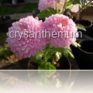 chrysanthemum