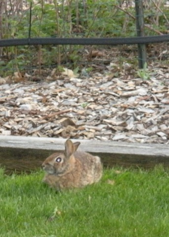 [Spring 4-09 bunny[11].jpg]