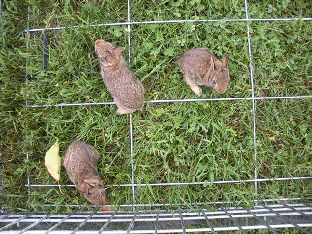 [bunnies 6-27 039[3].jpg]