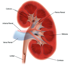 rinon_alopurinol_y_acido_urico
