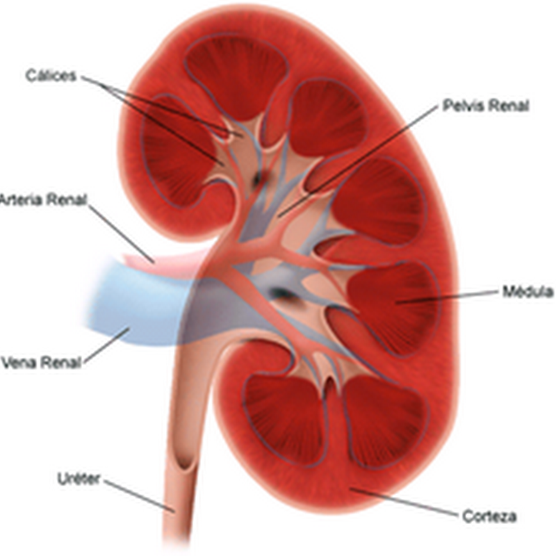 El alopurinol, beneficioso para la enfermedad renal crónica