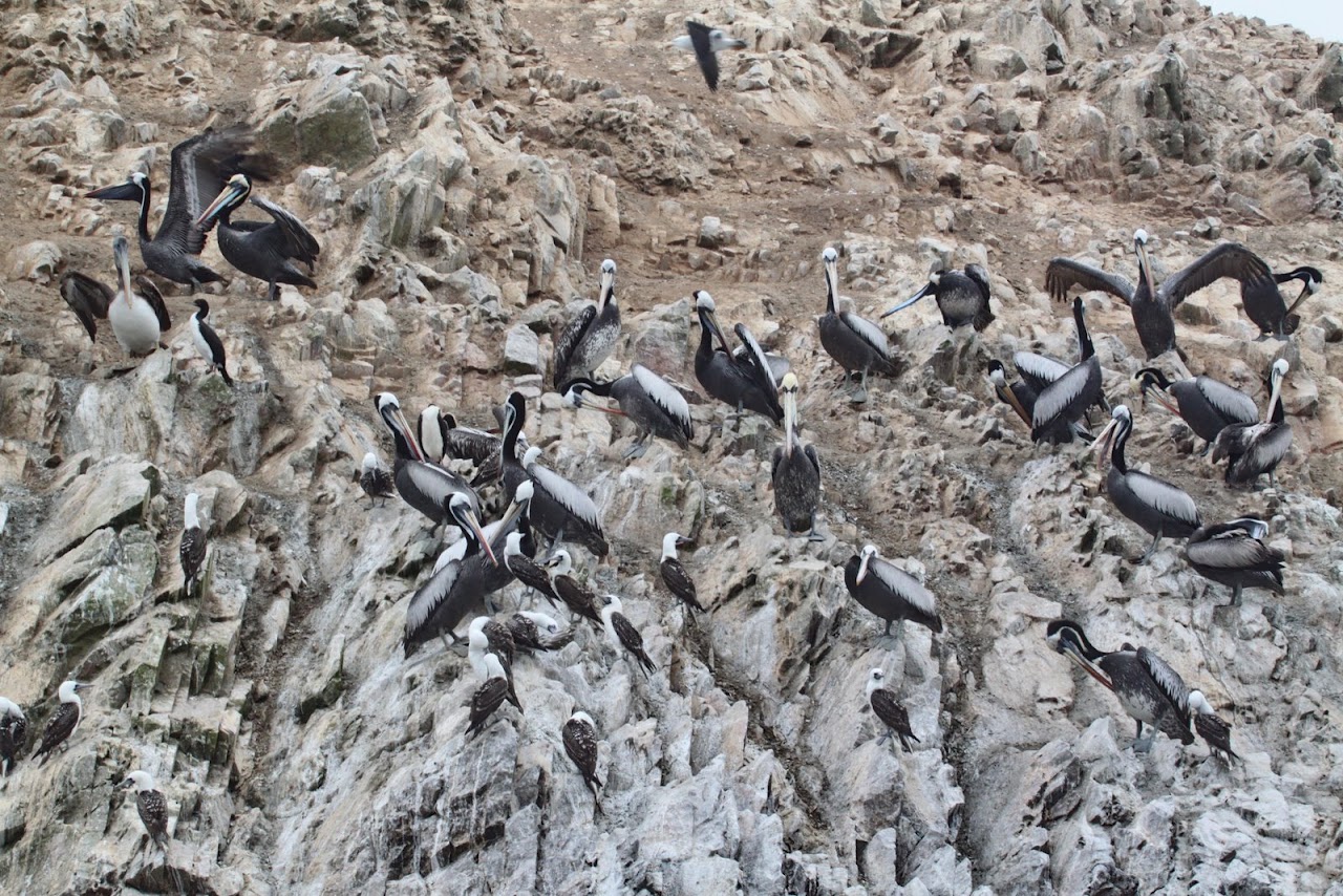 Галопом по перуанским Андам