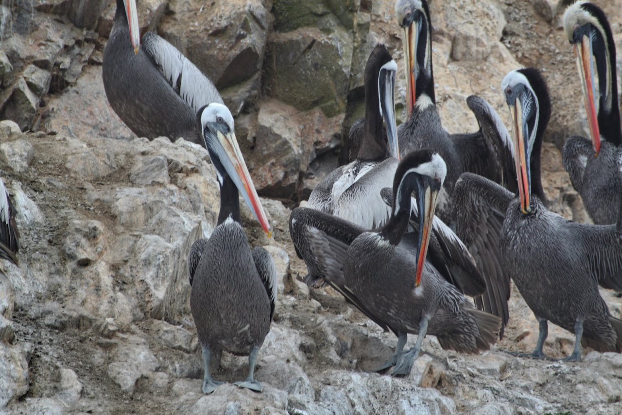 Галопом по перуанским Андам
