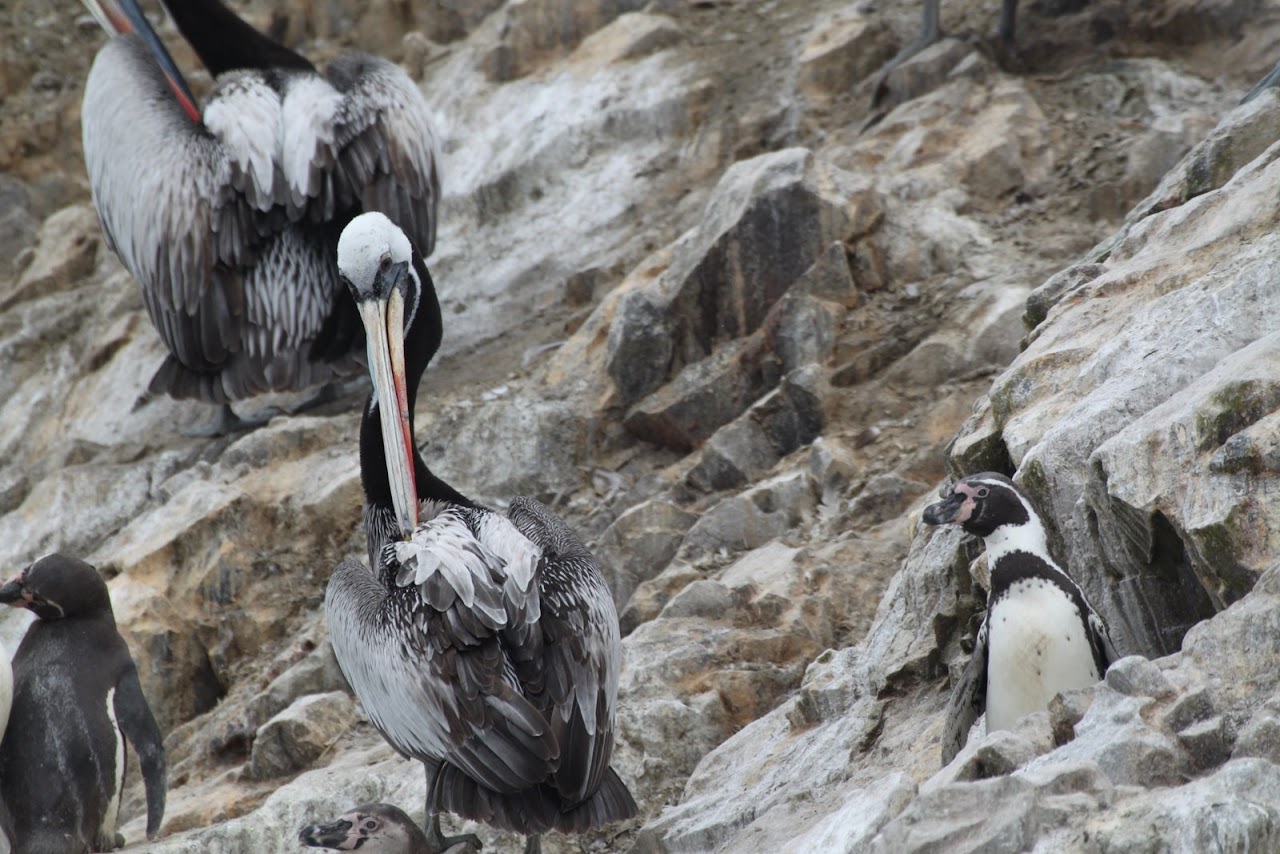 Галопом по перуанским Андам