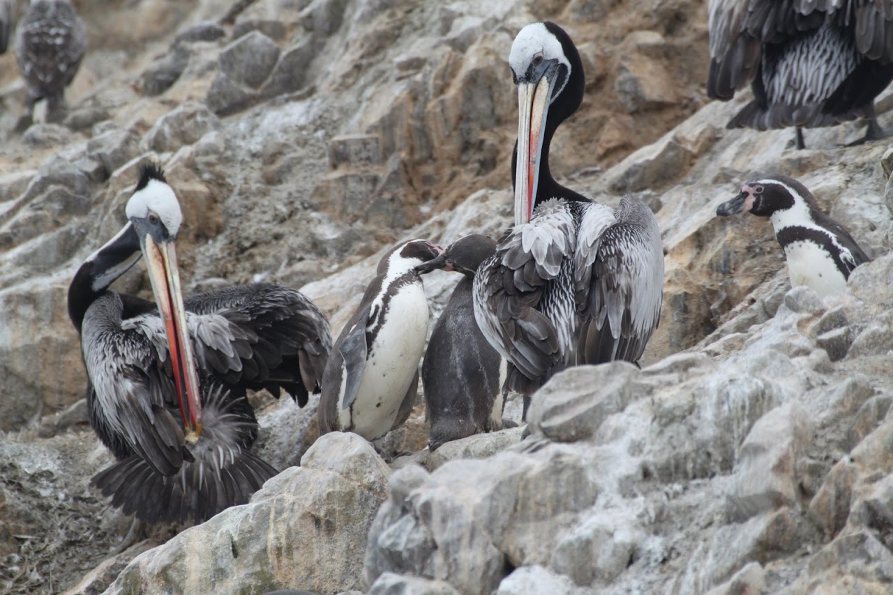 Галопом по перуанским Андам
