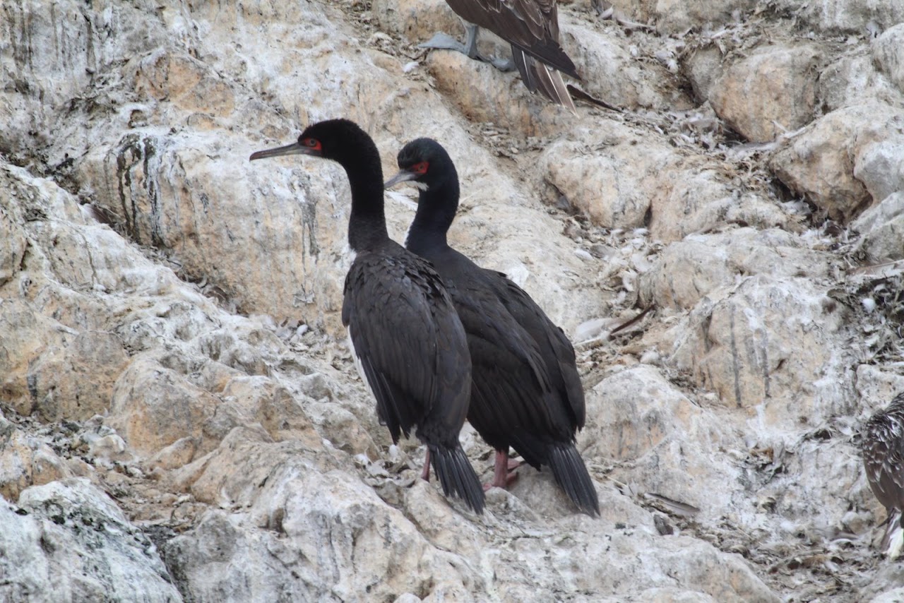 Галопом по перуанским Андам