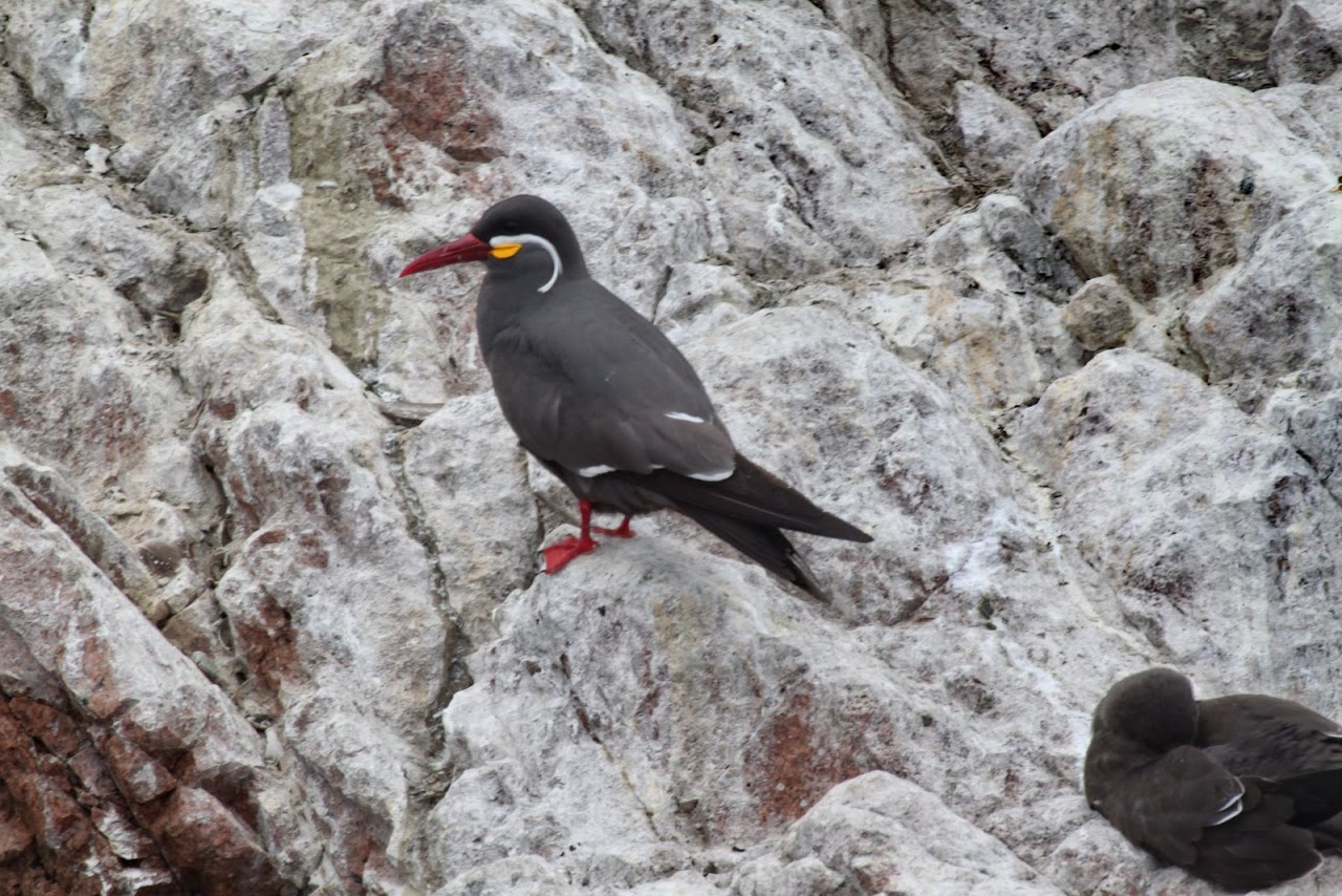Галопом по перуанским Андам