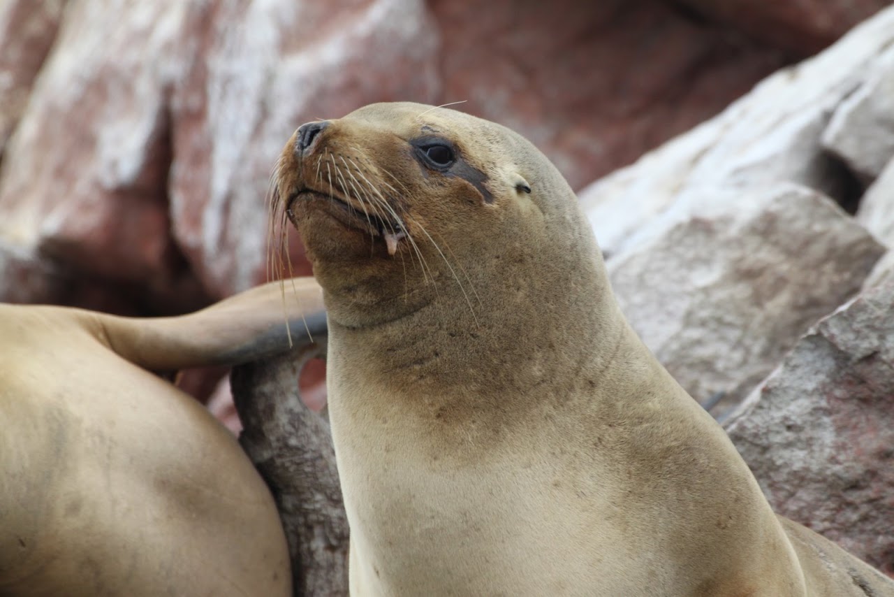 Галопом по перуанским Андам