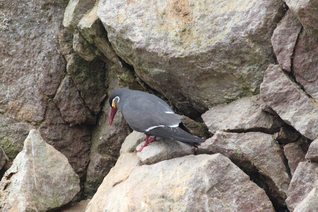 Галопом по перуанским Андам