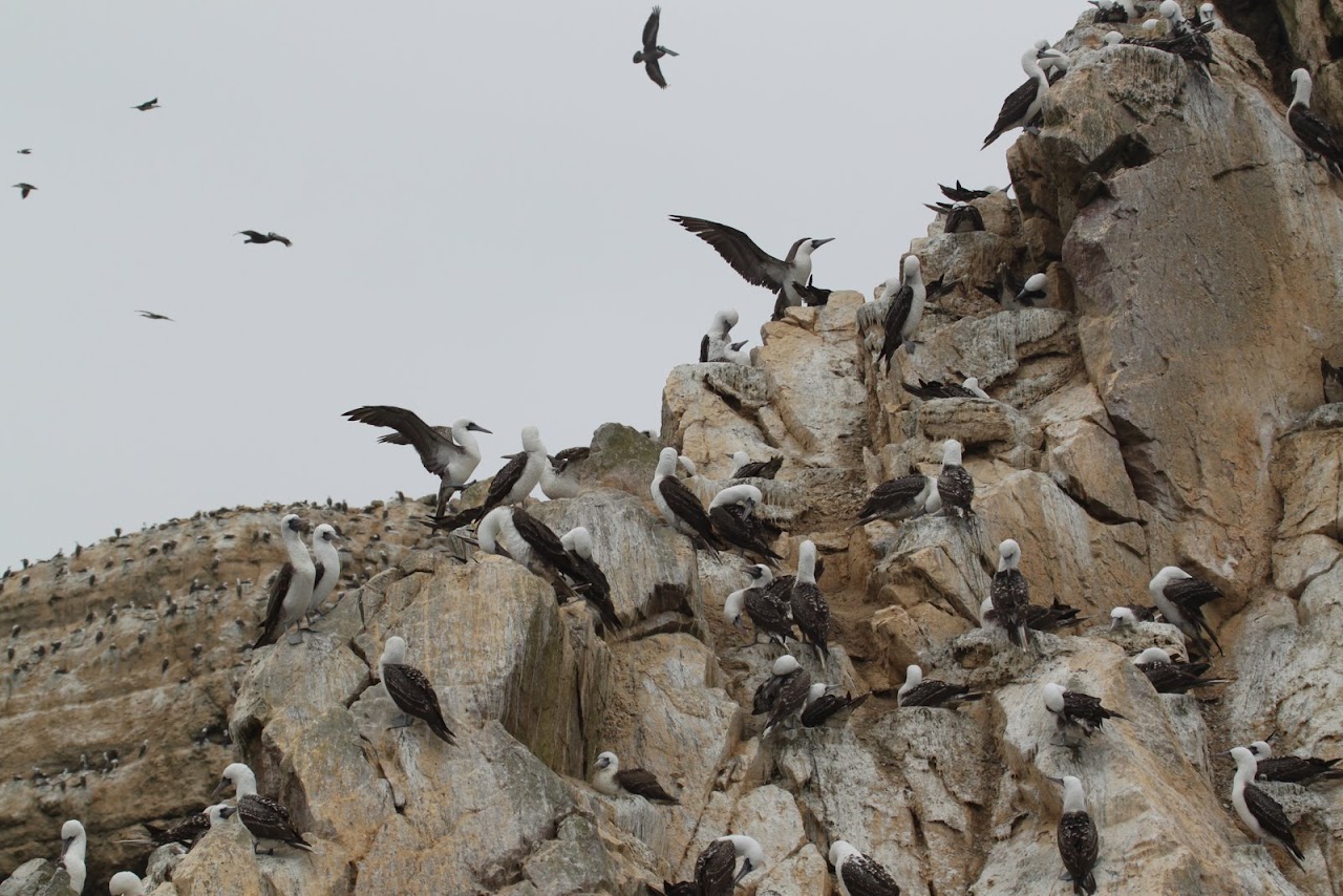 Галопом по перуанским Андам