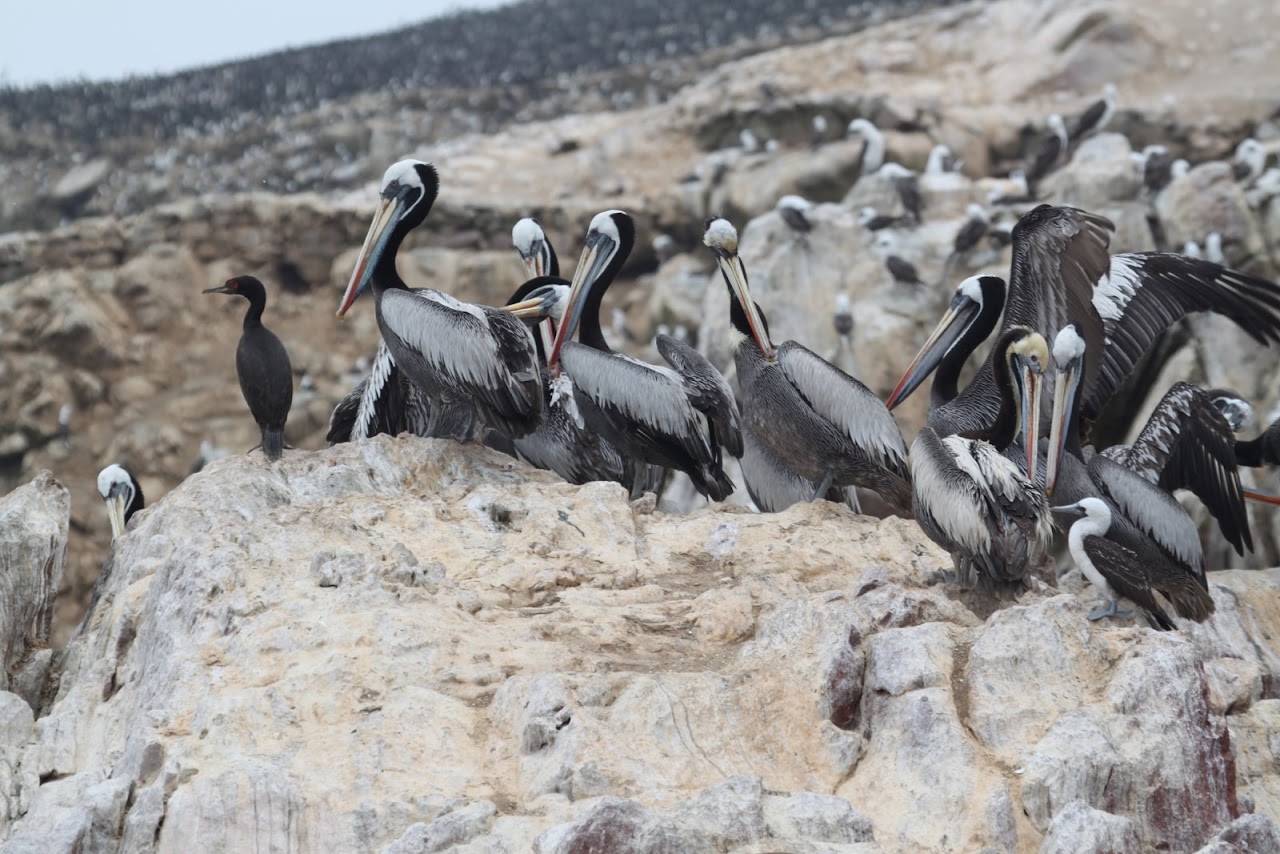 Галопом по перуанским Андам